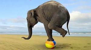 elephant-balance